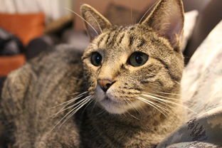 (七猫免费阅读小说完整版旧版)免费阅读老版本七猫小说，更多经典作品等你发现