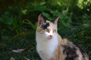 (我的宠物猫app)我的宠物书人气猫咪养成计：如何培养一只受欢迎的猫咪