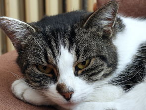 (我的宠物猫app)我的宠物书人气猫咪养成计：如何培养一只受欢迎的猫咪