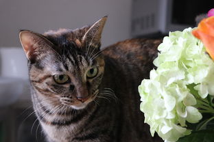 (功夫猫党技能)2024最新功夫喵星人红s兑换码新鲜出炉，抢先领取！