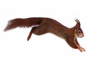 (鼠,虎,蛇三分天下?猜猜这个准确生肖是什么动物)鼠、虎、蛇三分天下？猜猜这个准确生肖是什么？