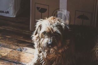 小狗咖啡馆：让人沉静的安静书香之地，揭开内心深处的宁静世界