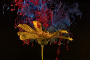 (日本异世界动画片)探索日本异世界动画大全，与奇幻世界一起开启冒险旅程