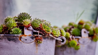 (仙穹百度百科)仙穹是什么?深入探讨仙穹的由来、意义和传说故事。 (仙穹百度百科)仙穹是什么?深入探讨仙穹的由来、意义和传说故事。