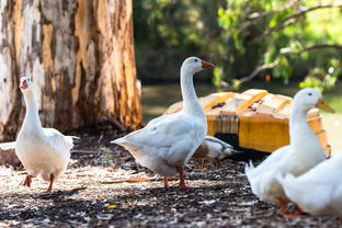 (大白鹅模拟器下载安装)一键体验农场生活:大白鹅模拟器手机版带你探索自然乐趣 (大白鹅模拟器下载安装)一键体验农场生活:大白鹅模拟器手机版带你探索自然乐趣