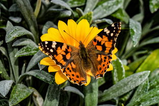 (血蝶什么意思)探索‘血蝶’的深层含义：诗意与文化中的神秘象征解析