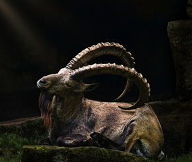 (非常普通的鹿未来篇攻略)2021最新非常普通的鹿未来篇正版手游下载地址分享