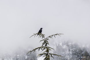 (有没有快乐无疆这个词)快乐无疆:代表着一种永无止境的幸福与自由之美 (有没有快乐无疆这个词)快乐无疆:代表着一种永无止境的幸福与自由之美