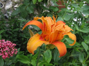 (诛仙手游桌面版为什么进不去)如何解决诛仙手游电脑版进不去的问题？快速有效的解决方法！