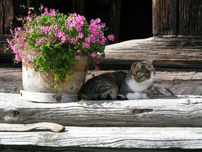 探索全国最大的宠物基地：梦想中的宠物乐园与爱宠生活的完美结合