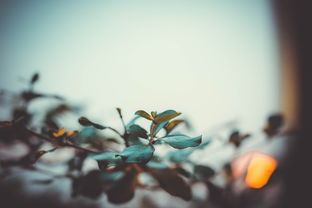 (浮生如梦的说说)浮生如梦，唯有珍惜此刻，方能抓住真实的幸福和快乐