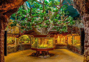 (斗战胜佛西游最新版)揭秘胜斗西游福利码的最新领取方式以及兑换流程是什么? (斗战胜佛西游最新版)揭秘胜斗西游福利码的最新领取方式以及兑换流程是什么?