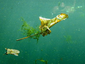 以刺激与色彩碰撞为要点，探讨新潮滑板色彩冲浪游戏在青少年群体中的流行趋势与深远影响