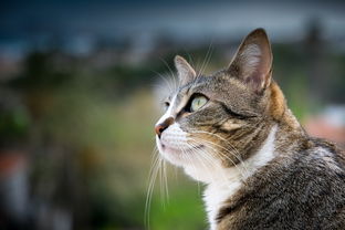 (圣剑联盟魔灵技能搭配)神圣联盟魔剑士加点攻略:提升技能,打造无敌战士! (圣剑联盟魔灵技能搭配)神圣联盟魔剑士加点攻略:提升技能,打造无敌战士!