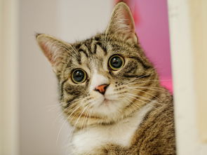 每次吸猫都有意外攻略：让你的猫咪更加亲近，分享快乐和温馨的秘诀！