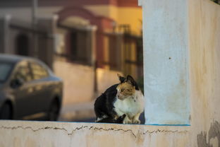 (仓鼠小姐姐抖音)B站仓鼠小姐姐是谁？令人好奇的网络迷之谜揭晓！