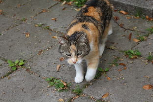 (仓鼠小姐姐抖音)B站仓鼠小姐姐是谁？令人好奇的网络迷之谜揭晓！