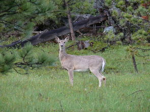 非常普通的鹿安装：解析和讨论鹿类动物在装饰艺术和设计中的应用