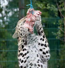 (野生老虎袭击人类)野生老虎会主动攻击人类吗？了解野生老虎的攻击行为及原因