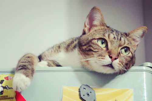 开猫咖店需要准备什么?打造猫咪天堂,让顾客从猫中找到快乐。 开猫咖店需要准备什么?打造猫咪天堂,让顾客从猫中找到快乐。