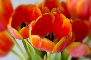 玛娜希斯回响国服关了吗?玩家们想知道最新动态,是否会重启服务? 玛娜希斯回响国服关了吗?玩家们想知道最新动态,是否会重启服务?