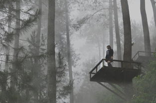 探索玩家生存技巧:动物森林法则手游中如何运用资源管理大幅提升生存率 探索玩家生存技巧:动物森林法则手游中如何运用资源管理大幅提升生存率