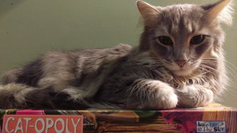 (猫玩的手机捉鱼游戏叫什么)小猫手机屏幕上的游戏：抓鱼大作战