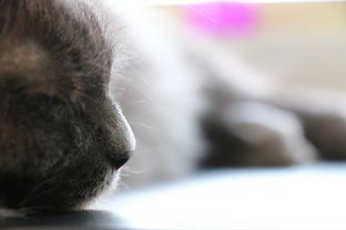 (皮宠下载)探讨皮宠是什么？皮宠在宠物行业中到底有何意义和影响？