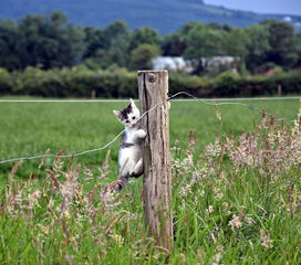(十月鹰出笼,草枯雉兔肥翻译)十月鹰飞攻略：全面解析游戏战术与技巧，助你快速提升实力