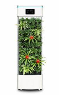 (最佳净化空气吸甲醛植物排名及养护方法有哪些)最佳净化空气吸甲醛植物排名及养护方法 (最佳净化空气吸甲醛植物排名及养护方法有哪些)最佳净化空气吸甲醛植物排名及养护方法