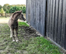 大白鹅模拟器手机版:全新体验!带你感受真实农场生活的乐趣! 大白鹅模拟器手机版:全新体验!带你感受真实农场生活的乐趣!