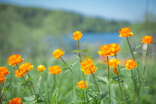灯草花和灯高清免费普通话版,绚丽多姿的花卉世界,尽情欣赏美丽风景 灯草花和灯高清免费普通话版,绚丽多姿的花卉世界,尽情欣赏美丽风景