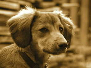 探索动物森林法则：挑战野生世界、建立村庄、与动物们交互的冒险游戏