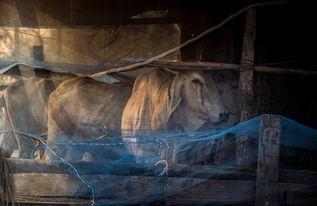 (挨饿荒野泰国丛林攻略视频)挨饿荒野泰国丛林攻略：生存技巧、必备物品及探险秘笈全解析