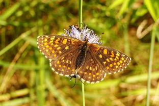 蝶衣手游官方正版,带你走进绚烂蝴蝶世界,体验无限魅力与乐趣 蝶衣手游官方正版,带你走进绚烂蝴蝶世界,体验无限魅力与乐趣