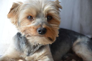 有必要养宠物吗?探讨养宠物对于提高生活品质和培养责任感的重要性 有必要养宠物吗?探讨养宠物对于提高生活品质和培养责任感的重要性