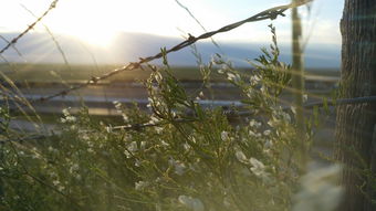 (桌面图标icon)电脑桌面图标ico：如何定制、美化和管理电脑桌面上的图标？