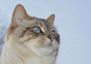 (猫和汤游戏)猫咪和汤国际版:探寻全球各地的猫咪文化和美味汤料理 (猫和汤游戏)猫咪和汤国际版:探寻全球各地的猫咪文化和美味汤料理