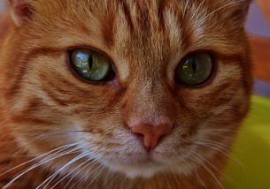 (沉睡的猫咪什么意思)探寻沉睡的猫咪：一个耐人寻味的谜题游戏