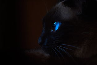 (沉睡的猫咪什么意思)探寻沉睡的猫咪：一个耐人寻味的谜题游戏