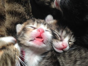 (猫灵相册剧情回顾)猫灵相册第二季推出了吗？最新消息揭秘！