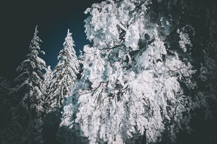 我就是偶像游戏中的雪公主：探索梦幻世界与音乐魅力的奇妙旅程