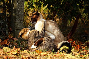 (原始时代猴子)冲啊，原始人猴哥！带着什么装备战斗！