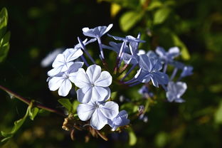 (葬花吟情感简短说说)深情葬花吟音乐：探究古代文人墨客笔下花卉之美