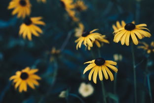 (葬花吟情感简短说说)深情葬花吟音乐：探究古代文人墨客笔下花卉之美