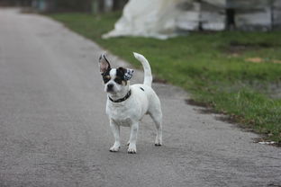 (宠物带给我们的好处和问题)宠物：带给人类无限快乐和陪伴，你知道宠物对我们的意义吗？