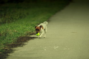 (宠物带给我们的好处和问题)宠物：带给人类无限快乐和陪伴，你知道宠物对我们的意义吗？