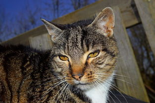 (阿尔法猫下载)阿尔法喵计划剧情主线:揭秘隐藏在游戏背后的惊人故事和谜团 (阿尔法猫下载)阿尔法喵计划剧情主线:揭秘隐藏在游戏背后的惊人故事和谜团