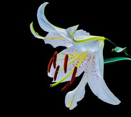 (偶像大师闪耀色彩百度百科)偶像大师闪耀色彩水组：灿烂绽放的音乐舞台盛宴