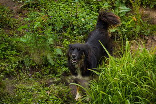 金铲铲小小英雄:勇敢的小狗在丛林中展现无畏力量,成为众人敬仰的英雄 金铲铲小小英雄:勇敢的小狗在丛林中展现无畏力量,成为众人敬仰的英雄